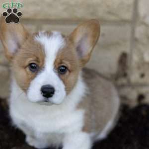 Ambrose, Pembroke Welsh Corgi Puppy